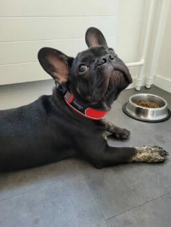 Hunter Collar Divo - Dog Collar -Outdoor Equipment Sales Shop hunter collar divo hundehalsband f8d2583e4b8c770908369a2d4364a65d 1