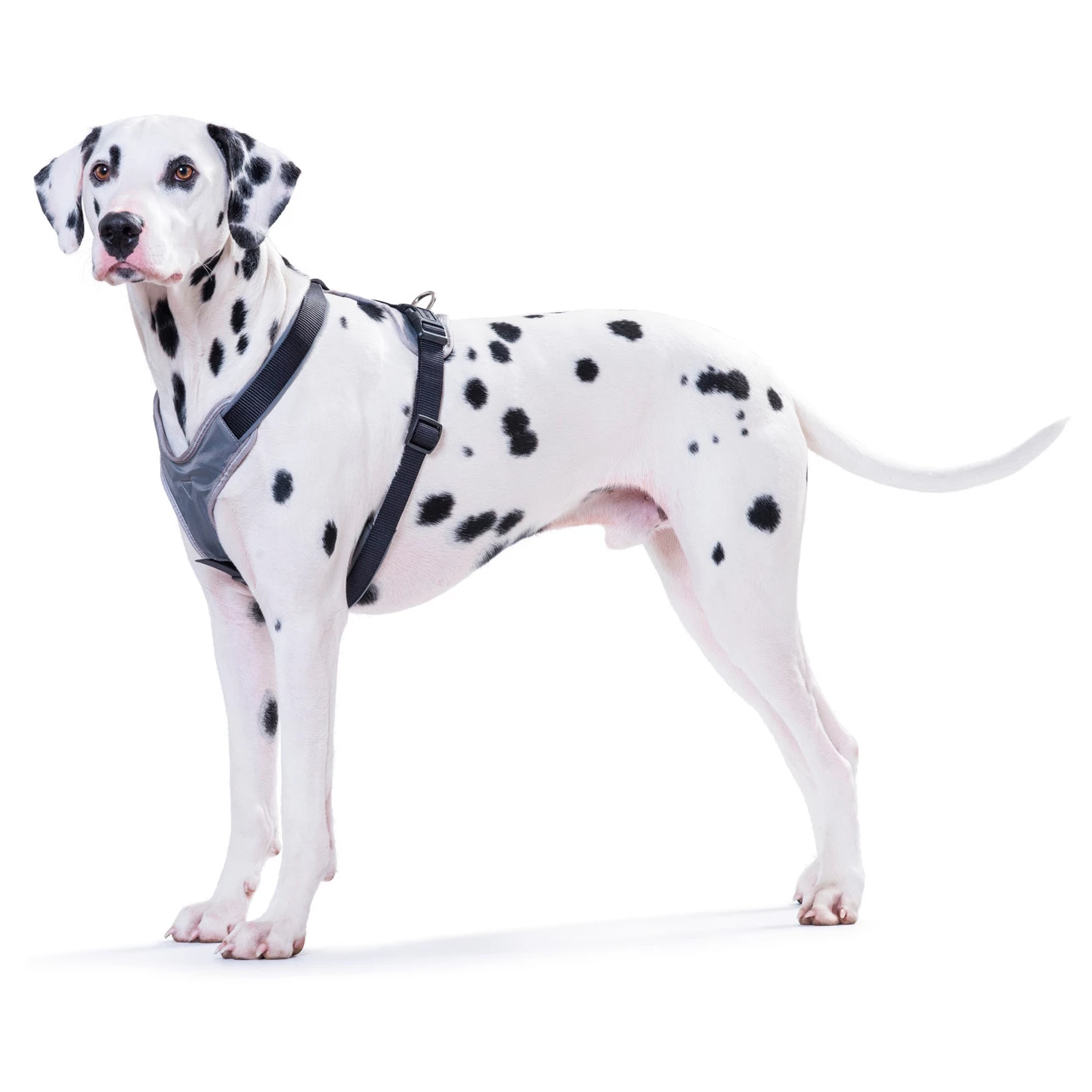 Hunter Harness Neoprene - Dog Harness 5 Hunter Harness Neoprene - Dog Harness - Image 3