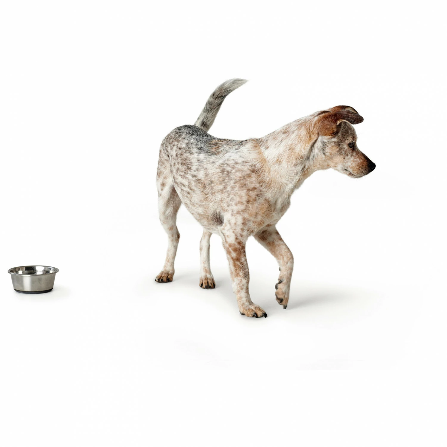 Hunter Stainless Steel Bowl - Dog Accessories 6 Hunter Stainless Steel Bowl - Dog Accessories - Image 4