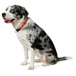 Hunter T-Collar Freestyle - Dog Collar -Outdoor Equipment Sales Shop hunter t collar freestyle dog collar detail 2